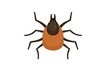 Chiggers