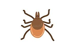 Deer Ticks