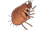 Fleas