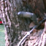 Mosquito misting system by Texas Mosquito Control