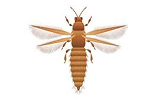 Thrips